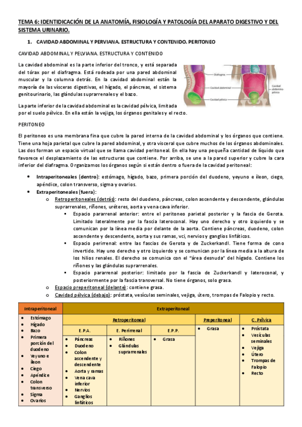 Miniatura del documento TEMA-6 ANATOMIA.pdf