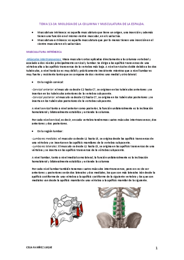 Miniatura del documento TEMA-13-14-musculatura-de-la-espalda.pdf