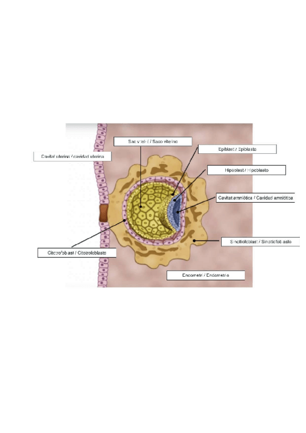 Miniatura del documento TEST-EMBRIOLOGIA-RESUELTO.pdf