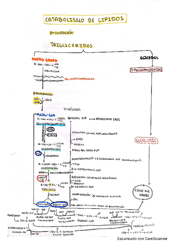 Miniatura del documento METABOLISMO.pdf