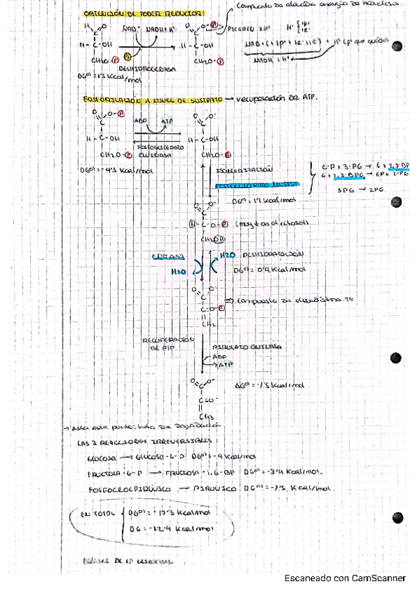 Miniatura del documento METABOLISMO-DE-HIDRATOS-DE-CARBONO.pdf