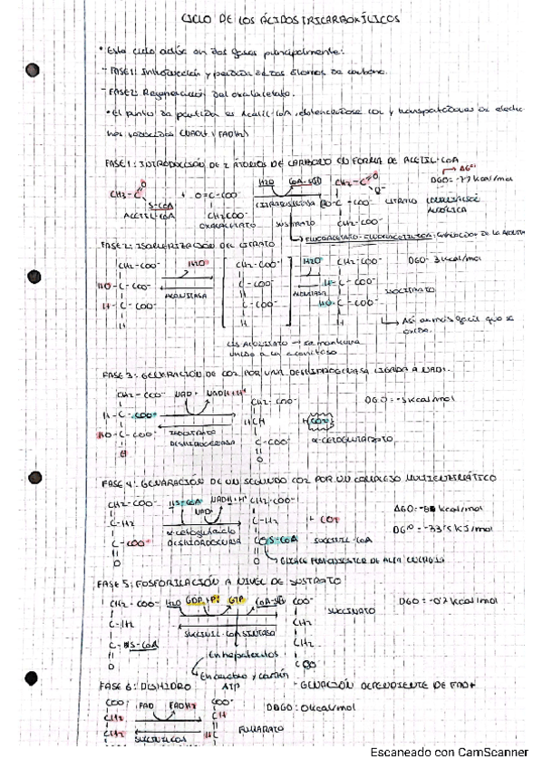 Miniatura del documento CICLO-DE-LOS-ACIDOS-TRICARBOXILICOS.pdf