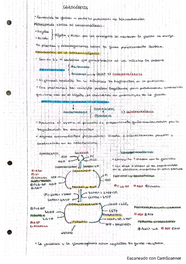 Miniatura del documento GLUCOGENESIS.pdf