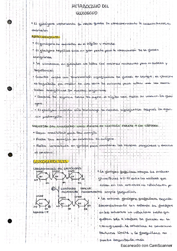 Miniatura del documento METABOLISMO-DEL-GLUCOGENO.pdf