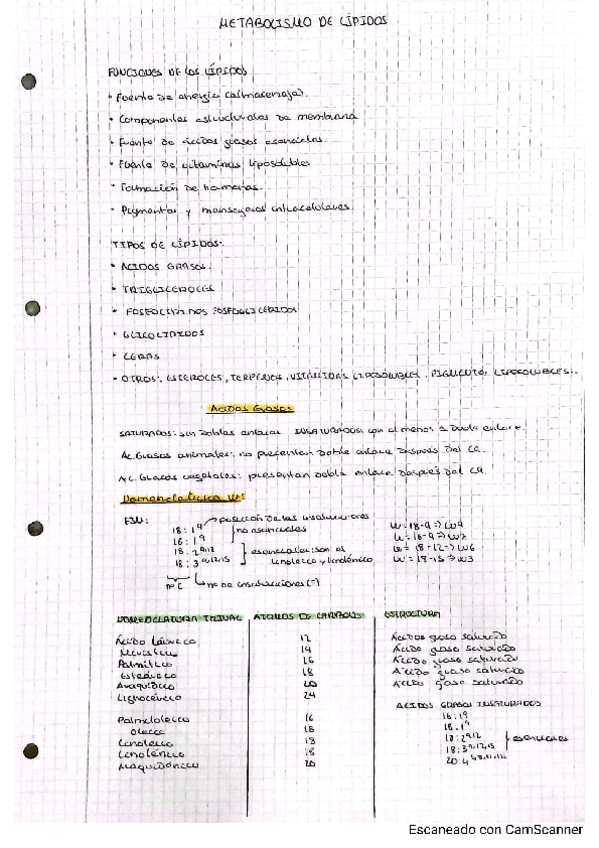 Miniatura del documento METABOLISMO-DE-LIPIDOS.pdf