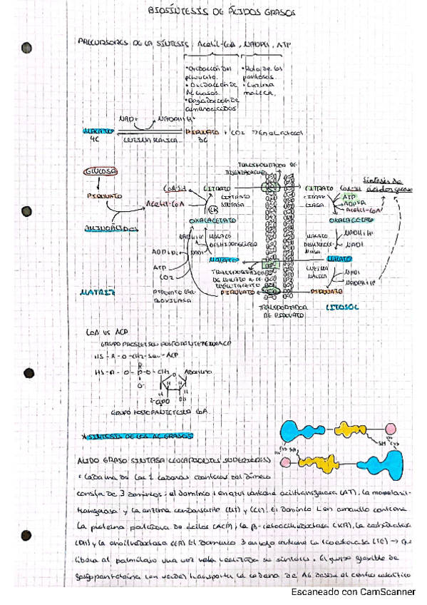 Miniatura del documento BIOSINTESIS-DE-ACIDOS-GRASOS.pdf