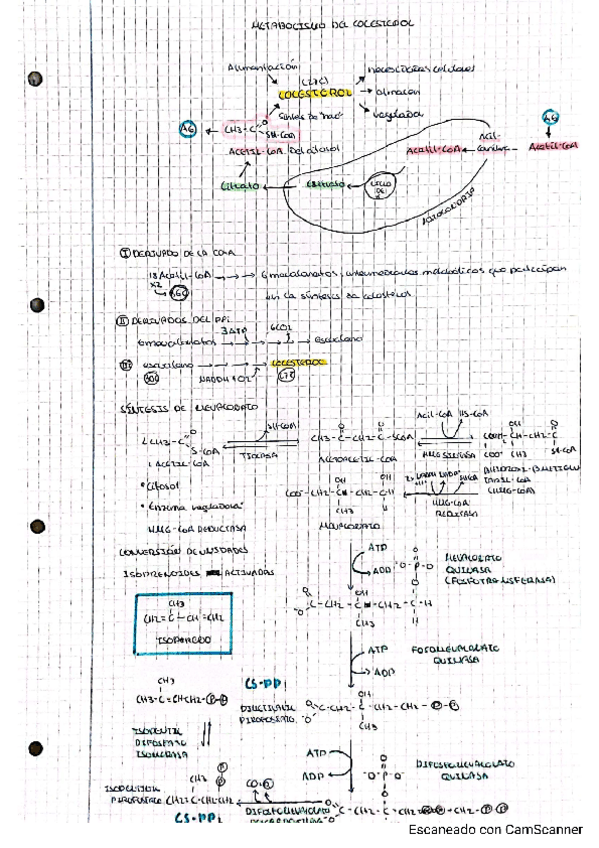Miniatura del documento METABOLISMO-DEL-COLESTEROL.pdf