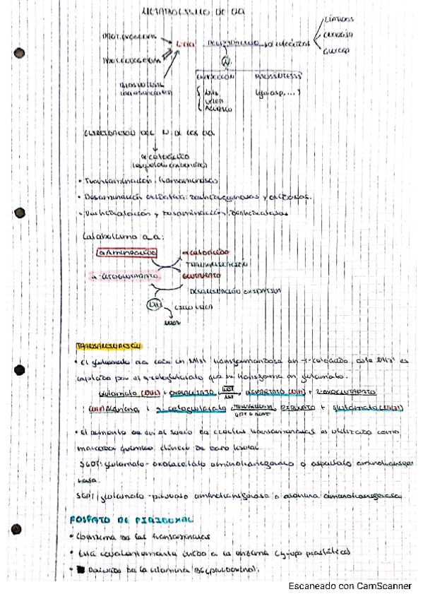 Miniatura del documento METABOLISMO-DE-AMINOACIDOS.pdf