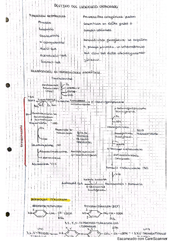 Miniatura del documento DESTINO-DEL-ESQUELETO-CARBONADO.pdf