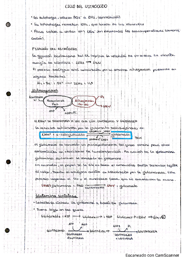 Miniatura del documento CICLO-DEL-NITROGENO.pdf