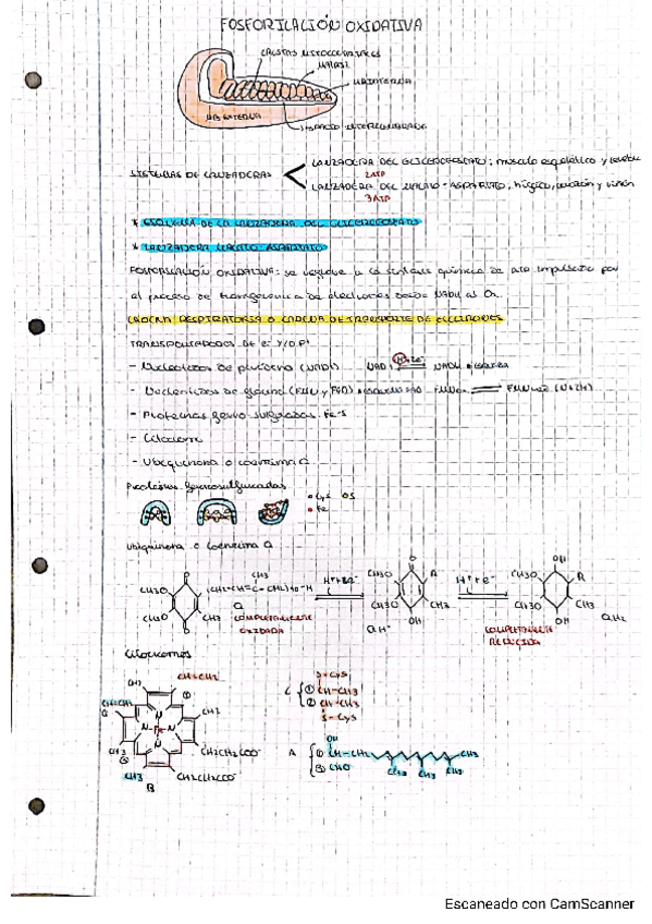 Miniatura del documento FOSFORILACION-OXIDATIVA.pdf