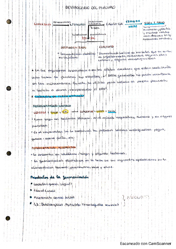 Miniatura del documento METABOLISMO-DEL-PIRUVATO.pdf