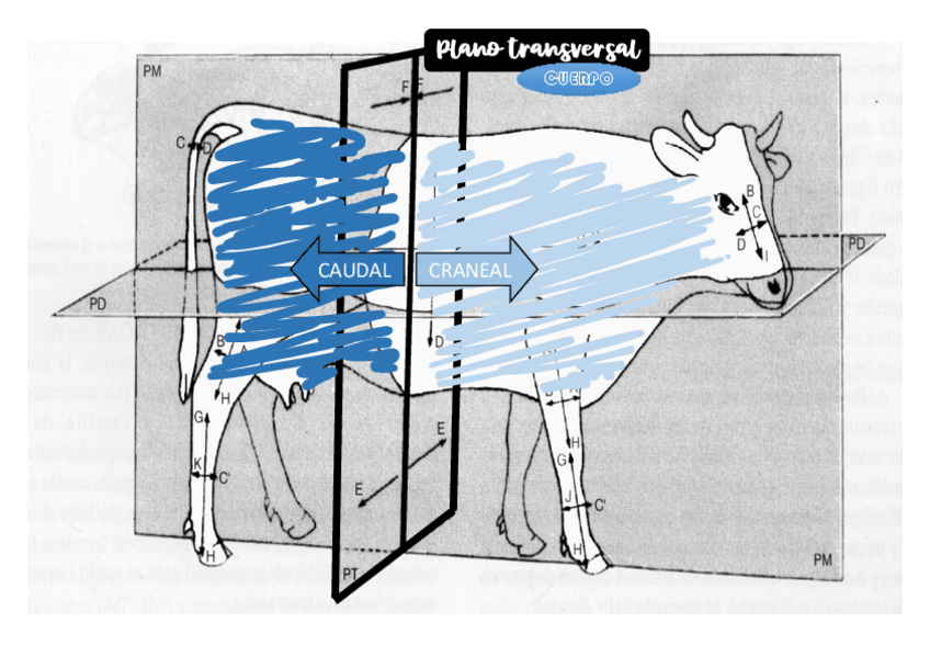 Miniatura del documento Planos anatómicos de corte.pdf