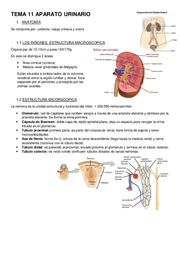 Miniatura del documento TEMA-11-APARATO-URINARIO-s.pdf