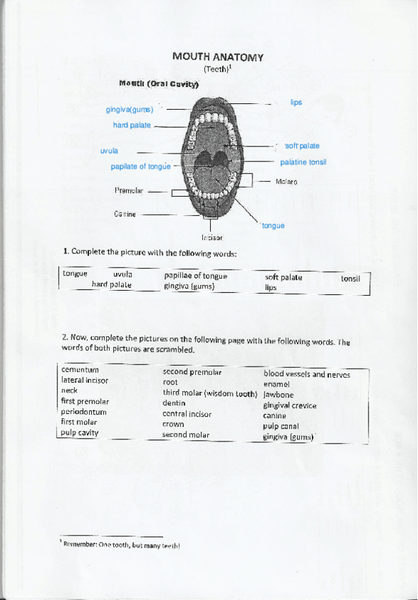 Miniatura del documento MOUTH-ANATOMY.pdf