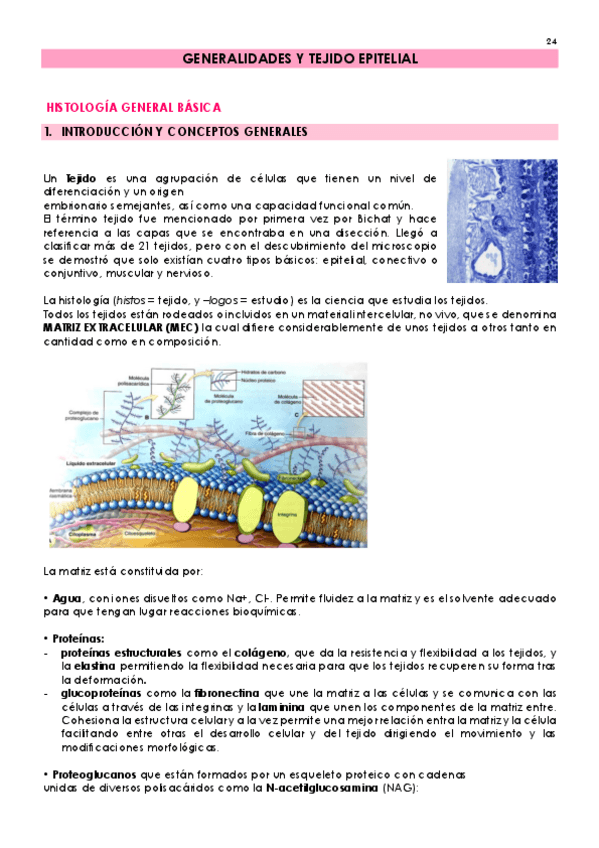Miniatura del documento tejidos.pdf
