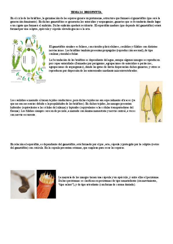Miniatura del documento tema 16.-briophyta.pdf