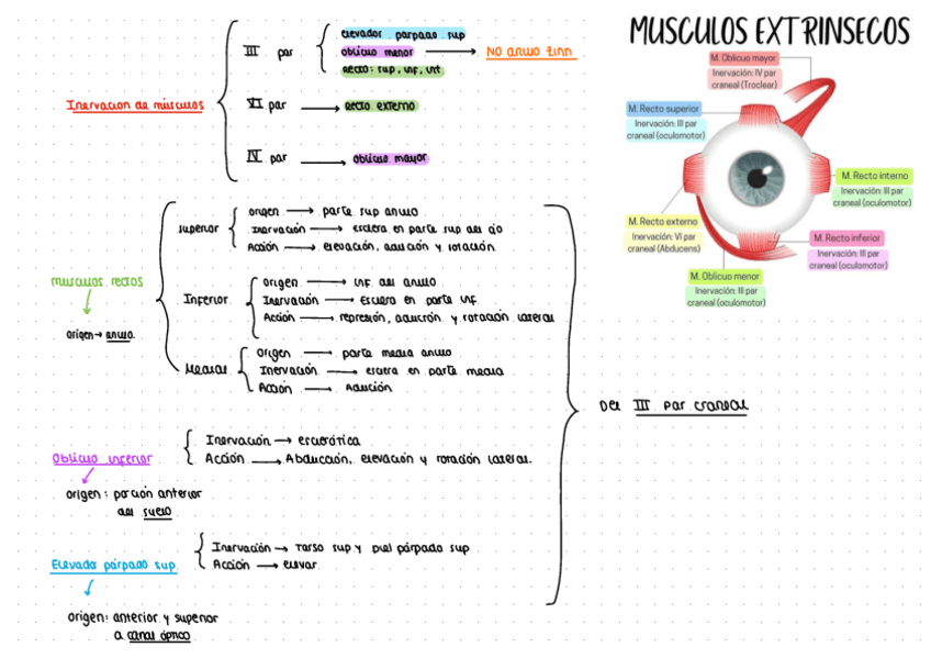 Miniatura del documento Musculos-del-ojo.pdf