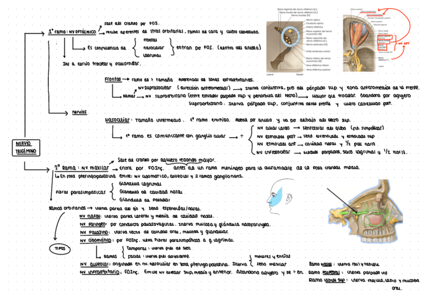 Miniatura del documento Esquema-nervio-trigemino.pdf