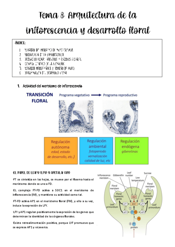 Miniatura del documento Tema-8-bases.pdf