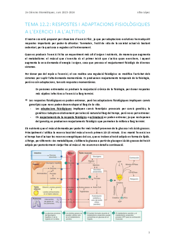 Miniatura del documento Respostes-i-adaptacions-fisiologiques-a-lexercici-i-altitud.pdf