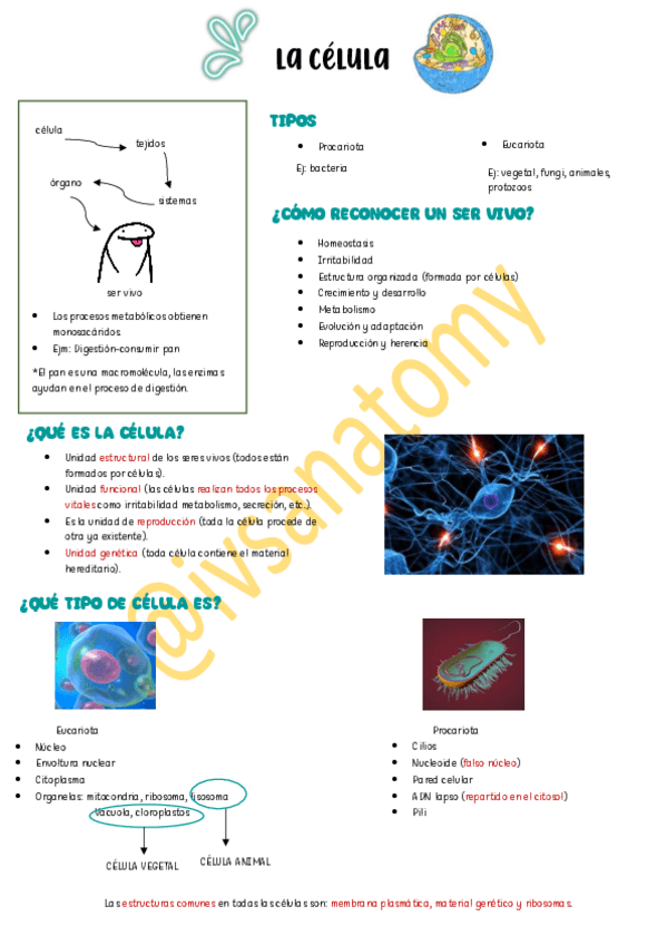 Miniatura del documento La-celula.pdf