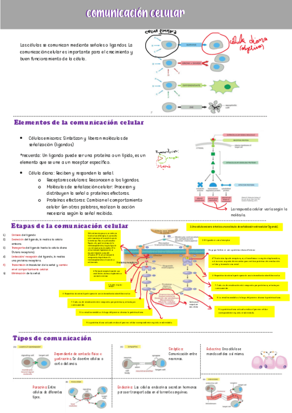 Miniatura del documento Comunicacion-Celular.pdf