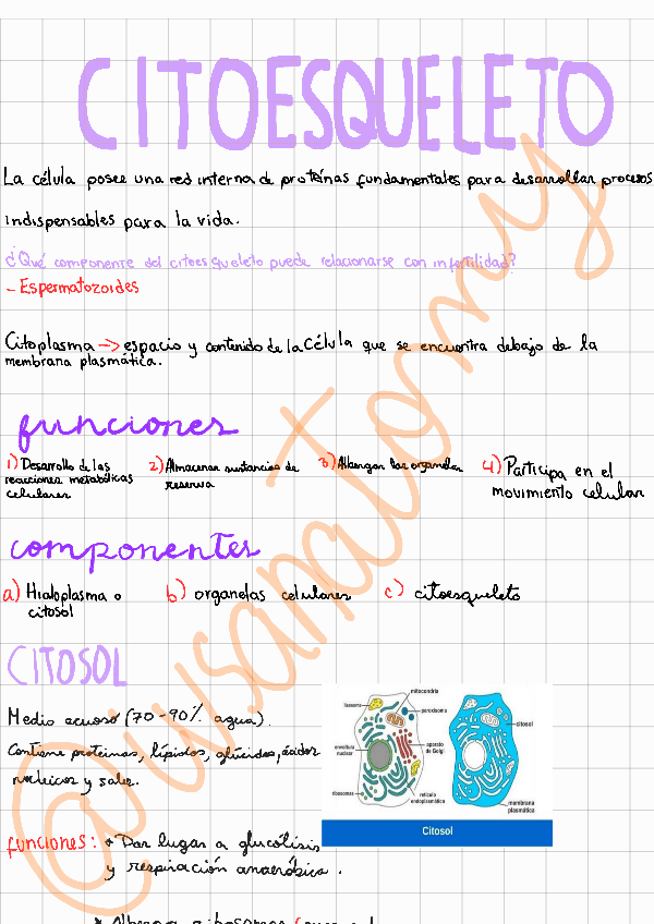 Miniatura del documento Citoesqueleto.pdf