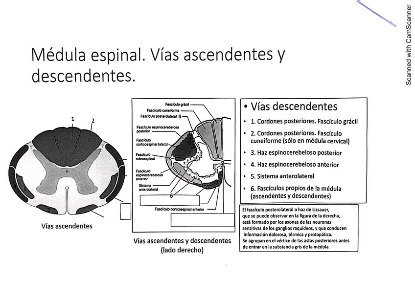 Miniatura del documento Prácticas-Anato-II.pdf