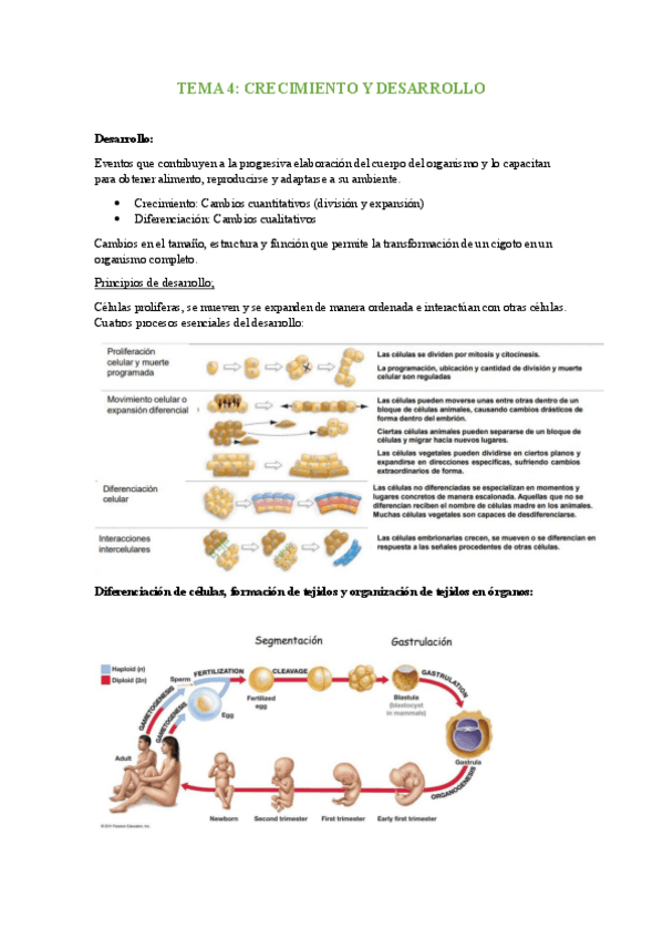 Miniatura del documento TEMA-4-Crecimiento-y-desarrollo.pdf