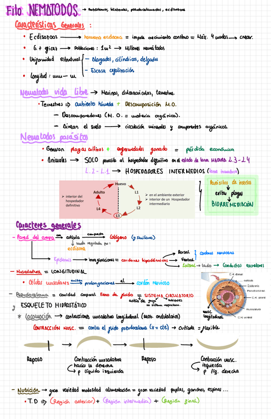 Miniatura del documento Practicas-Y-Seminario-Nematodos.pdf