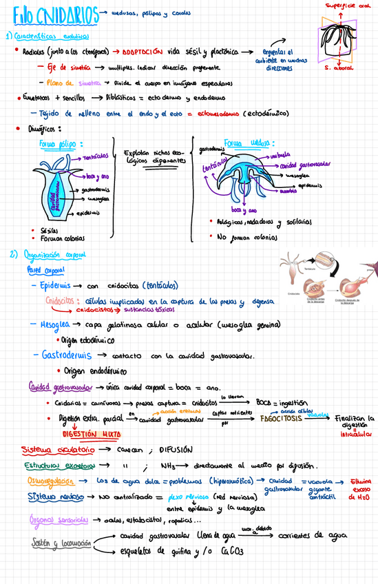 Miniatura del documento Seminario-Y-Practicas-Cnidarios.pdf