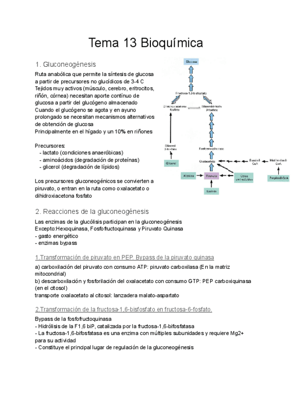 Miniatura del documento Tema-13-Bioquimica.pdf