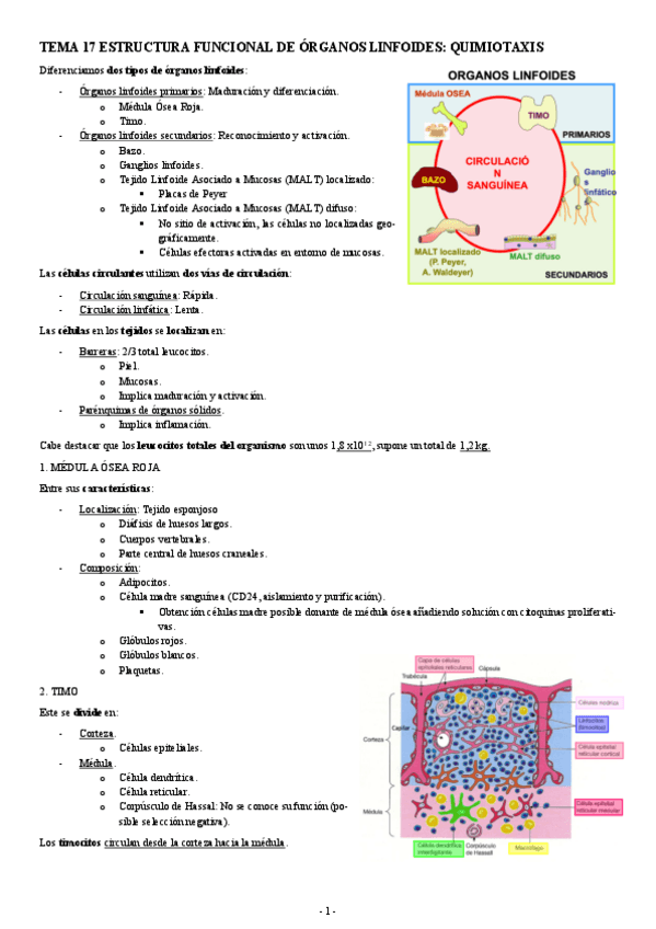 Miniatura del documento INMUNOLOGIA-TEMA-17-ESTRUCTURA-FUNCIONAL-DE-ORGANOS-LINFOIDES-QUIMIOTAXIS.pdf