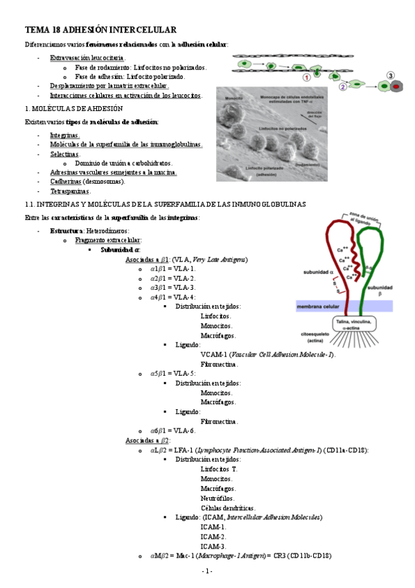Miniatura del documento INMUNOLOGIA-TEMA-18-ADHESION-INTERCELULAR.pdf