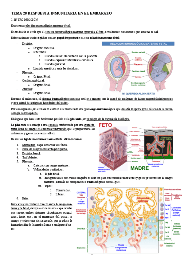 Miniatura del documento INMUNOLOGIA-TEMA-20-RESPUESTA-INMUNITARIA-EN-EL-EMBARAZO.pdf