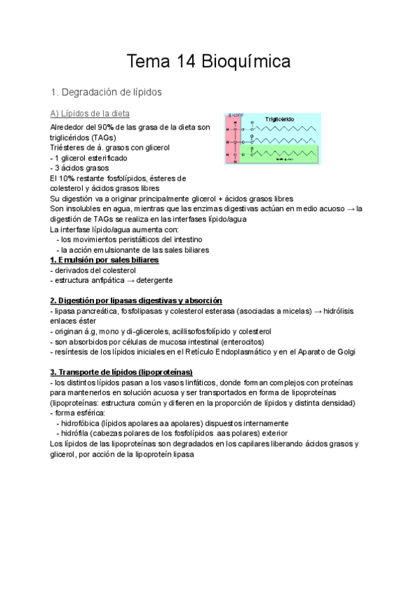Miniatura del documento Tema-14-Bioquimica.pdf