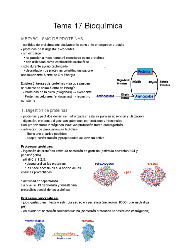 Miniatura del documento Tema-17-Bioquimica.pdf