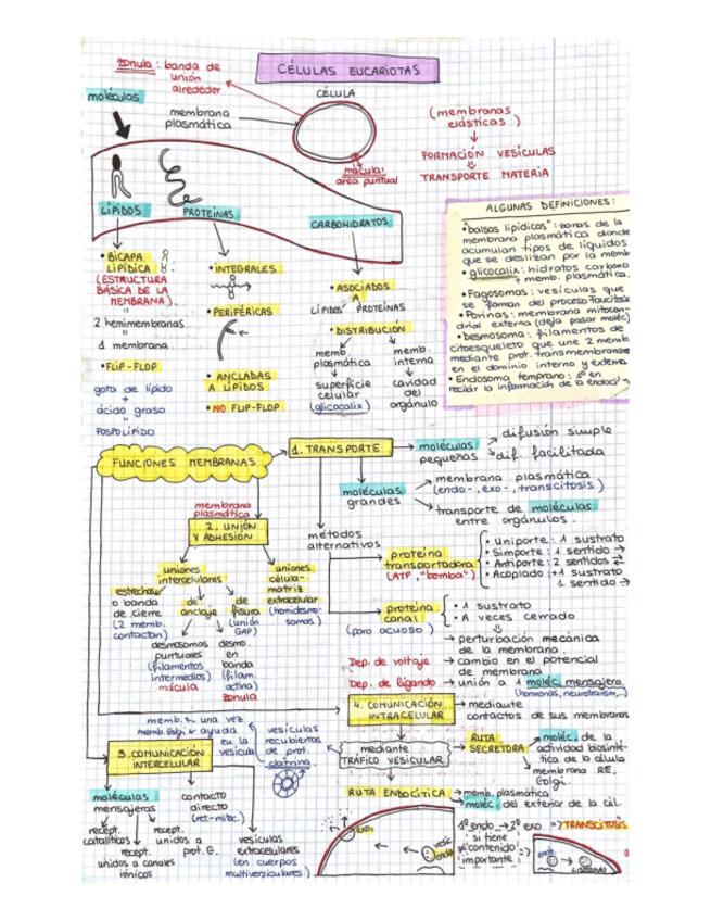Miniatura del documento Apuntes-celular.pdf