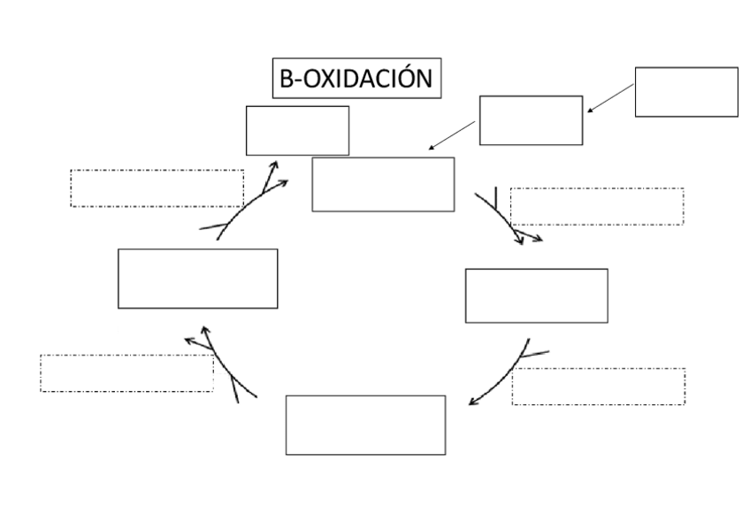 Miniatura del documento Esquema-Mudo-b-oxidacion.pdf