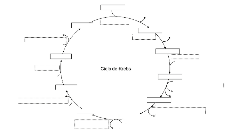 Miniatura del documento Esquema-Mudo-Ciclo-de-Krebs.pdf