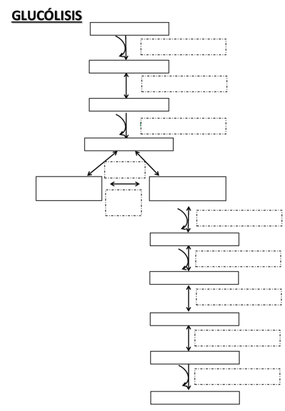 Miniatura del documento Esquema-Mudo-Glucolisis.pdf