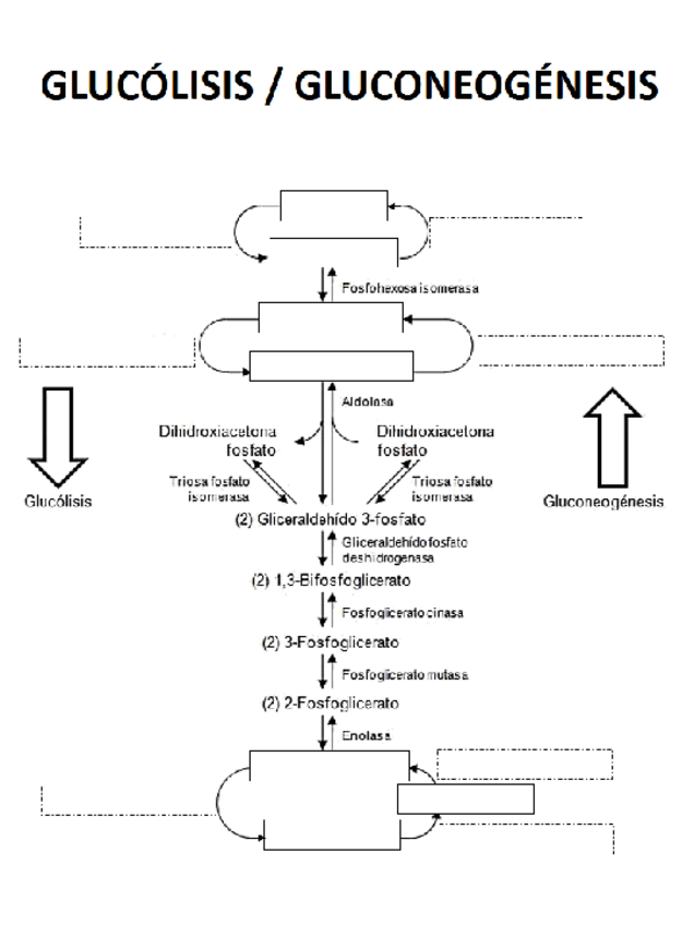 Miniatura del documento Esquema-Mudo-Glucolisis-and-Gluconeogenesis.pdf