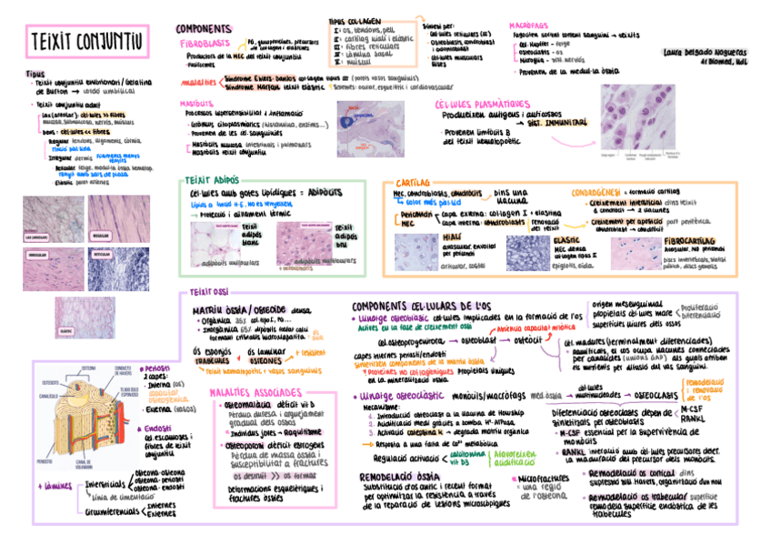 Miniatura del documento HISTO-T2-esquema-Teixit-conjuntiu.pdf