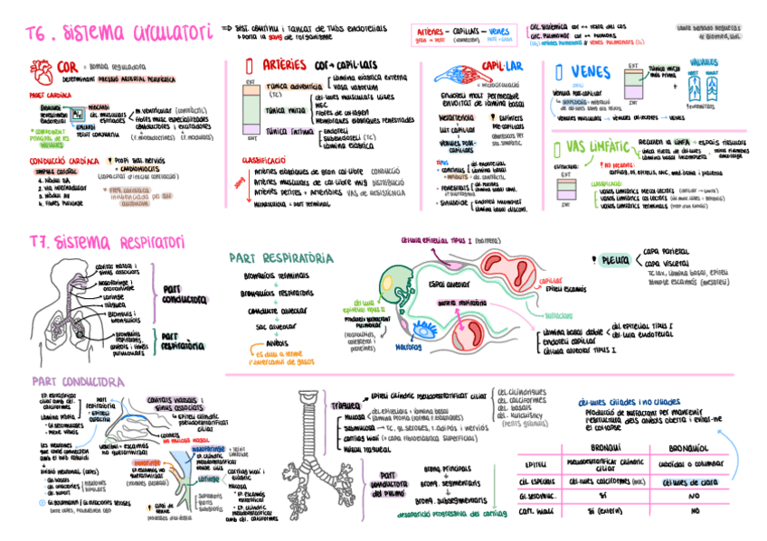 Miniatura del documento HISTO-T6-T7-esquema-Sistema-circulatori-i-respiratori.pdf