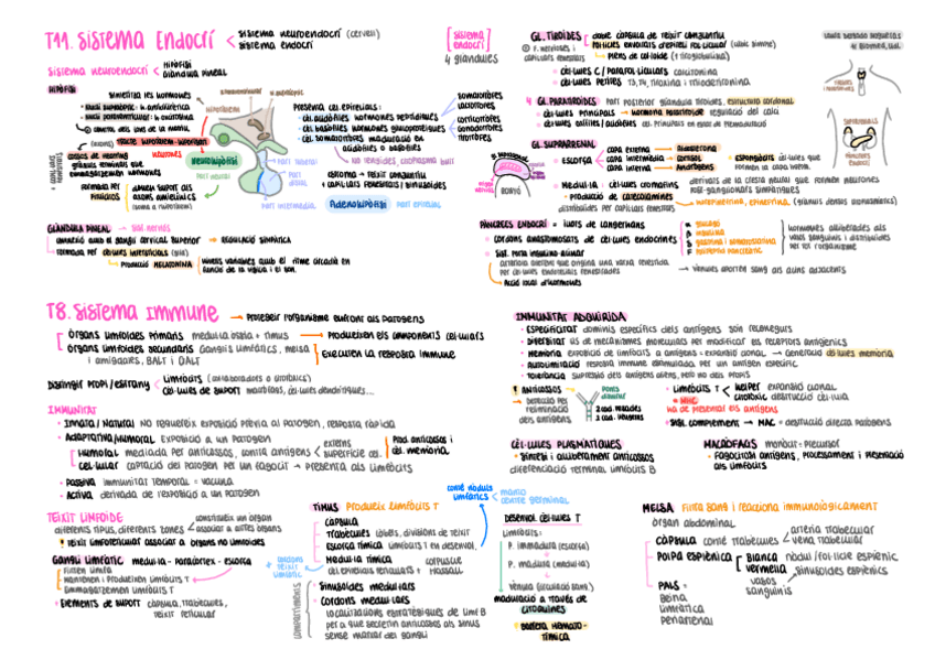 Miniatura del documento HISTO-T8-11-esquema-Sistema-immune-i-endocri.pdf