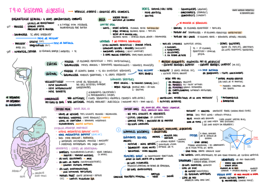 Miniatura del documento HISTO-T910-esquema-Sistema-digestiu.pdf