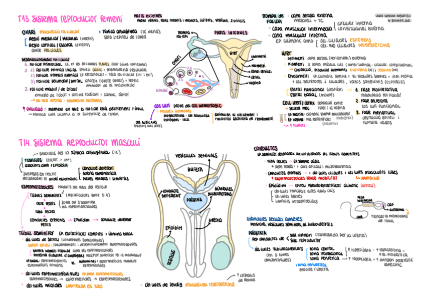 Miniatura del documento HISTO-T1314-esquema-Sistema-reproductor-femeni-i-masculi.pdf
