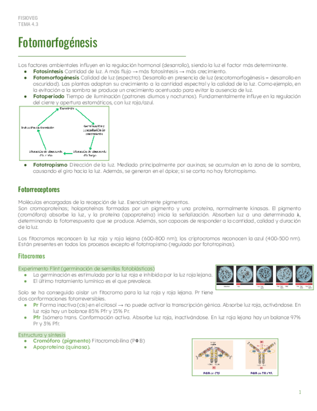 Miniatura del documento PAR2Tema-4.3-Fotomorfogenesis.pdf