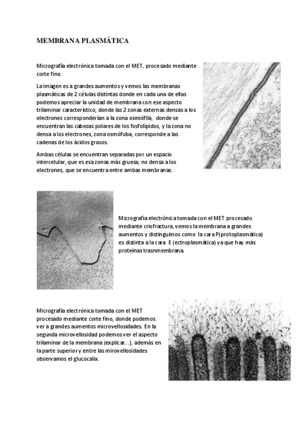 Miniatura del documento Imagenes-Mb-y-Nucleo completos.pdf